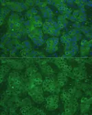 Anti-CBS antibody used in IHC (Paraffin sections) (IHC-P). GTX55551