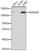 Anti-CD30 antibody used in Western Blot (WB). GTX55557