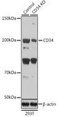 Anti-CD34 antibody used in Western Blot (WB). GTX55558