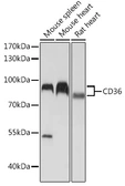Anti-CD36 antibody used in Western Blot (WB). GTX55559
