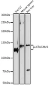 Anti-CEACAM1 antibody used in Western Blot (WB). GTX55568