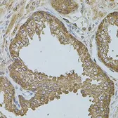 Anti-CHRFAM7A antibody used in IHC (Paraffin sections) (IHC-P). GTX55571