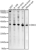 Anti-DKK3 antibody used in Western Blot (WB). GTX55588