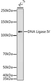 Anti-DNA ligase IV antibody used in Western Blot (WB). GTX55592