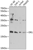 Anti-DR1 antibody used in Western Blot (WB). GTX55597