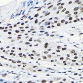 Anti-EFTUD2 antibody used in IHC (Paraffin sections) (IHC-P). GTX55602
