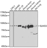 Anti-ELMO3 antibody used in Western Blot (WB). GTX55603