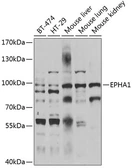 Anti-EphA1 antibody used in Western Blot (WB). GTX55605