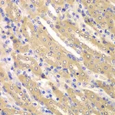 Anti-ERGIC2 antibody used in IHC (Paraffin sections) (IHC-P). GTX55607