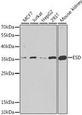 Anti-ESD antibody used in Western Blot (WB). GTX55610