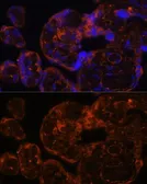 Anti-Factor IX antibody used in IHC (Paraffin sections) (IHC-P). GTX55612