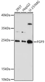 Anti-FGF9 antibody used in Western Blot (WB). GTX55621
