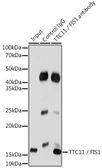 Anti-FIS1 antibody used in Immunoprecipitation (IP). GTX55624
