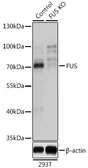 Anti-FUS antibody used in Western Blot (WB). GTX55629
