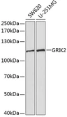 Anti-GluR6 antibody used in Western Blot (WB). GTX55640