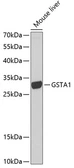 Anti-GSTA1 antibody used in Western Blot (WB). GTX55650