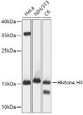 Anti-Histone H3 antibody used in Western Blot (WB). GTX55659