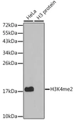 Anti-Histone H3K4me2 (di-methyl Lys4) antibody used in Western Blot (WB). GTX55660