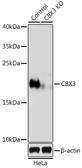 Anti-HP1 gamma antibody used in Western Blot (WB). GTX55664
