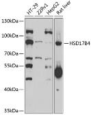 Anti-HSD17B4 antibody used in Western Blot (WB). GTX55666