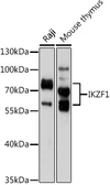 Anti-Ikaros antibody used in Western Blot (WB). GTX55674
