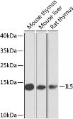 Anti-IL5 antibody used in Western Blot (WB). GTX55678