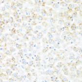 Anti-IL7 antibody used in IHC (Paraffin sections) (IHC-P). GTX55679