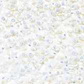Anti-IL7 antibody used in IHC (Paraffin sections) (IHC-P). GTX55679