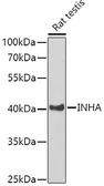 Anti-Inhibin alpha antibody used in Western Blot (WB). GTX55680