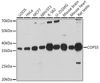 Anti-Jab1 antibody used in Western Blot (WB). GTX55683