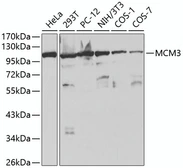 Anti-MCM3 antibody used in Western Blot (WB). GTX55699