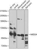 Anti-MED24 antibody used in Western Blot (WB). GTX55701
