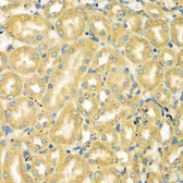 Anti-MOCS3 antibody used in IHC (Paraffin sections) (IHC-P). GTX55710
