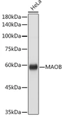 Anti-Monoamine Oxidase B antibody used in Western Blot (WB). GTX55711
