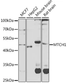 Anti-MTCH1 antibody used in Western Blot (WB). GTX55714