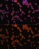 Anti-MyD88 antibody used in Immunocytochemistry/ Immunofluorescence (ICC/IF). GTX55716
