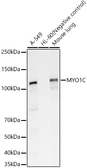 Anti-Myosin 1C antibody used in Western Blot (WB). GTX55719