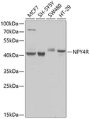 Anti-NPY4R antibody used in Western Blot (WB). GTX55725