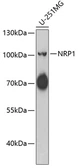 Anti-Neuropilin 1 antibody used in Western Blot (WB). GTX55726
