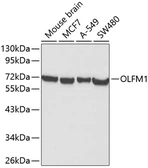 Anti-Noelin antibody used in Western Blot (WB). GTX55729
