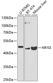 Anti-NR1I3 antibody used in Western Blot (WB). GTX55731