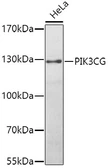 Anti-PI3 kinase p110 gamma antibody used in Western Blot (WB). GTX55748