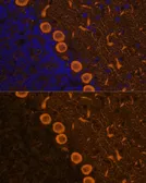 Anti-PKC gamma antibody used in IHC (Paraffin sections) (IHC-P). GTX55750