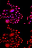 Anti-POLR1D antibody used in Immunocytochemistry/ Immunofluorescence (ICC/IF). GTX55752