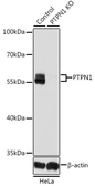 Anti-PTP1B antibody used in Western Blot (WB). GTX55767