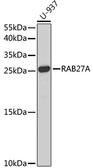 Anti-RAB27A antibody used in Western Blot (WB). GTX55770