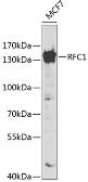 Anti-RFC1 antibody used in Western Blot (WB). GTX55779