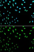 Anti-RFC1 antibody used in Immunocytochemistry/ Immunofluorescence (ICC/IF). GTX55779