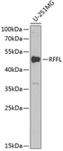 Anti-Rffl antibody used in Western Blot (WB). GTX55781