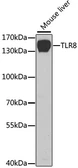 Anti-TLR8 antibody used in Western Blot (WB). GTX55817